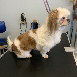 Joesy - Shih Tzu