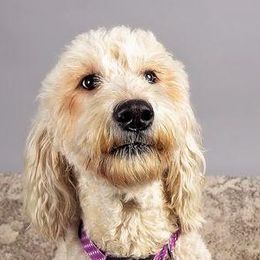 Goldendoodle All Grown Up from Seattle Sweet Goldendoodles