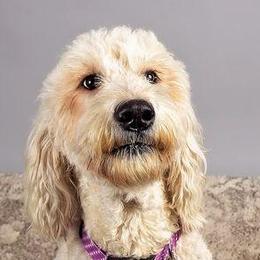 Goldendoodle All Grown Up from Seattle Sweet Goldendoodles