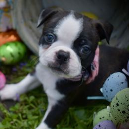 Lotus - Black brindle and white Boston Terrier puppy in Rockville, Indiana from Blaze Of Glory Bostons & Frenchies