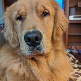 Golden Retriever All Grown Up from Beachwood Golden Retrievers