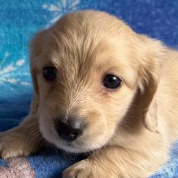 Rosie - Cream female Dachshund puppy in Fairfield, California from Dawson Creek Doxies