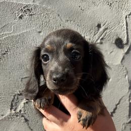 Cinder - Blue and tan female Dachshund puppy in Washburn, Tennessee from Broken Arrow Miniature Dachshunds