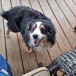 Toy Australian Shepherd Puppies from Honeybee Haven's Toy Aussies