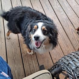 Toy Australian Shepherd Puppies from Honeybee Haven's Toy Aussies