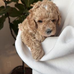 Yellow - Apricot female Goldendoodle puppy in Meridian, Idaho from Goldendoodle of Idaho