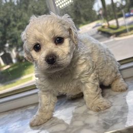 Skye - Cream female Cockapoo puppy in Ocoee, Florida from Puppie Poos 4 U