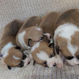 Girl 4 - White and red female Pembroke Welsh Corgi puppy in Milton, Florida from Milton Corgis ~ Azealia Acres