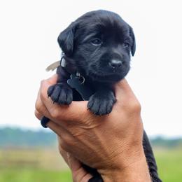 Gray Boy - Black male Labrador Retriever puppy in Linville, Virginia from Virginia Labradors