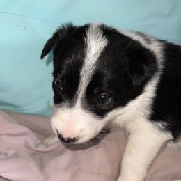 Pebbles - Black and white female Border Collie puppy in Henagar, Alabama from Ridge Kap Border Collies