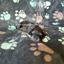 Crush - Cream male Dachshund puppy in Perris, California from Doxie_pupps