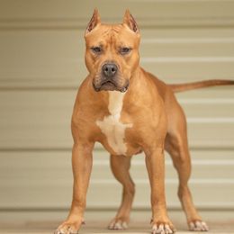Hemi - American Pit Bull Terrier