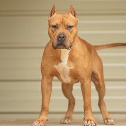 Hemi - American Pit Bull Terrier