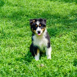 Audi - Black tri-color male Australian Shepherd puppy in Quincy, Illinois from McMullen’s Aussies