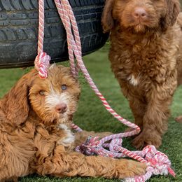 Australian Labradoodle Puppies from Cascade Canyon Labradoodles