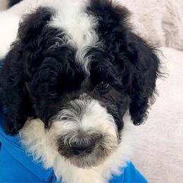 Oakley Gray - Parti male Poodle puppy in Stuart, Florida from AKC/Excellent + Good OFA Sweet Delightful Poodles