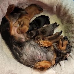 Dachshunds from Mini Love Bugs