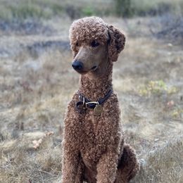 Lucille - Poodle
