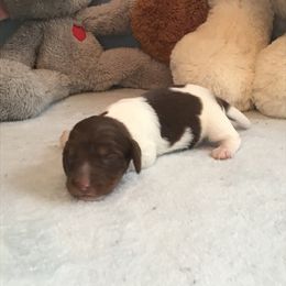 Boy 2 - Dachshund puppy in Great Bend, Pennsylvania from Dashing Doxies