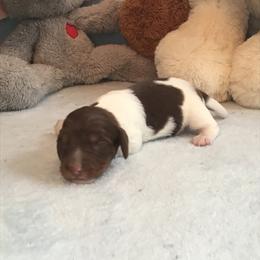 Boy 2 - Dachshund puppy in Great Bend, Pennsylvania from Dashing Doxies