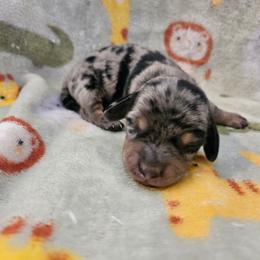 Boy1 - Dapple male Dachshund puppy in New Castle, Colorado from Shaffers low riding weiners