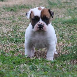 American Bulldog Puppies from Rogue Native Bulldogs