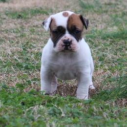 American Bulldog Puppies from Rogue Native Bulldogs
