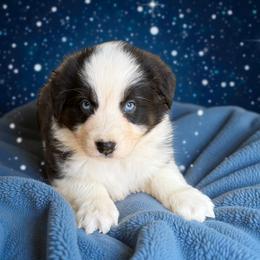 Moana - Black tri-color female Australian Shepherd puppy in Statesville, North Carolina from Charming Australian Shepherds
