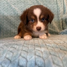 Leonard - Red tri male Miniature Australian Shepherd puppy in Washington, Indiana from Southern Indiana Mini Aussies