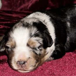 Miniature Australian Shepherd Puppies from Acton Aussies