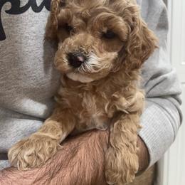 Cavapoo Puppies from SoCal Cavapoos
