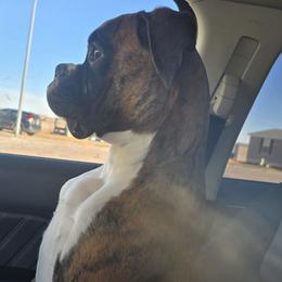 Boxer All Grown Up from Rorschach Boxers
