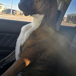 Boxer All Grown Up from Rorschach Boxers