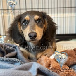 Dachshund Puppies from Southern Ridge Kennels