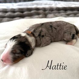 Hattie - Blue merle female Bernedoodle puppy in Tulsa, Oklahoma from Magnolia Blossom Bernadoodles