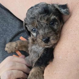 Girl 2 - Blue female Poodle puppy in Hopkins, Missouri from Mowry Creek Mini Aussiedoodles and More