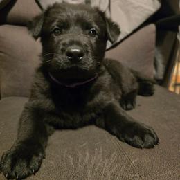 Aeris - Purple - Black female German Shepherd puppy in Pine Bush, New York from Ahnenwätcher GSD