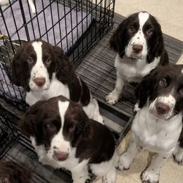 English Cocker Spaniel and English Springer Spaniel Puppies from Shogun Spaniels