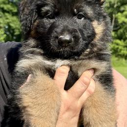 Black boy - Black and red male German Shepherd puppy in Johnstown, Ohio from Vom Haus Neufus
