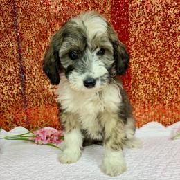 Lucy - Brown merle female Aussiedoodle puppy in Marshall, Arkansas from Buffalo River Puppies