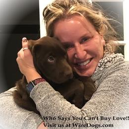 Remington - Chocolate male Labrador Retriever puppy in Surprise, Arizona from Wizedogs Labradors