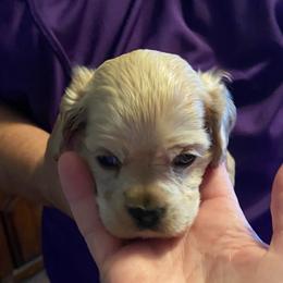 UH-Huh (Purple) - Buff and white male Cocker Spaniel puppy in Garland, Texas from Palms Cocker Spaniels of Texas