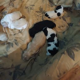 Cocker Spaniel Puppies from Hartwell Cocker Spaniel Kennel