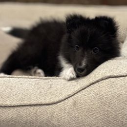 Shetland Sheepdog Puppies from SquiresShelties