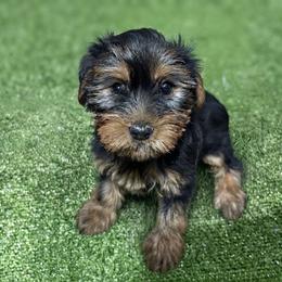 Dan - Black and tan male Yorkshire Terrier puppy in Massachusetts from Cutie Yorkies
