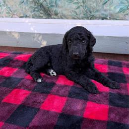 Sadie - Black female Poodle puppy in Roseville, California from Aura & Luxe Poodles