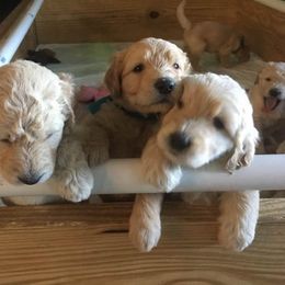 Goldendoodle Puppies from Toneytails Doodles