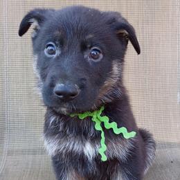 Green Boy - Bi-color male German Shepherd puppy in La Pine, Oregon from Granville/Diamond Peak German Shepherds