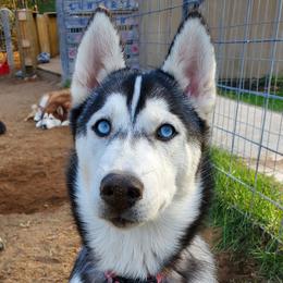 Winter - Pink Collar - Black and white Siberian Husky puppy in Tomahawk, Wisconsin from Lunter's Heaven Huskies