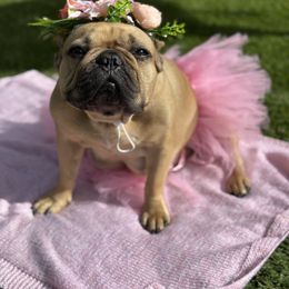 French Bulldog All Grown Up from Maier Kennels